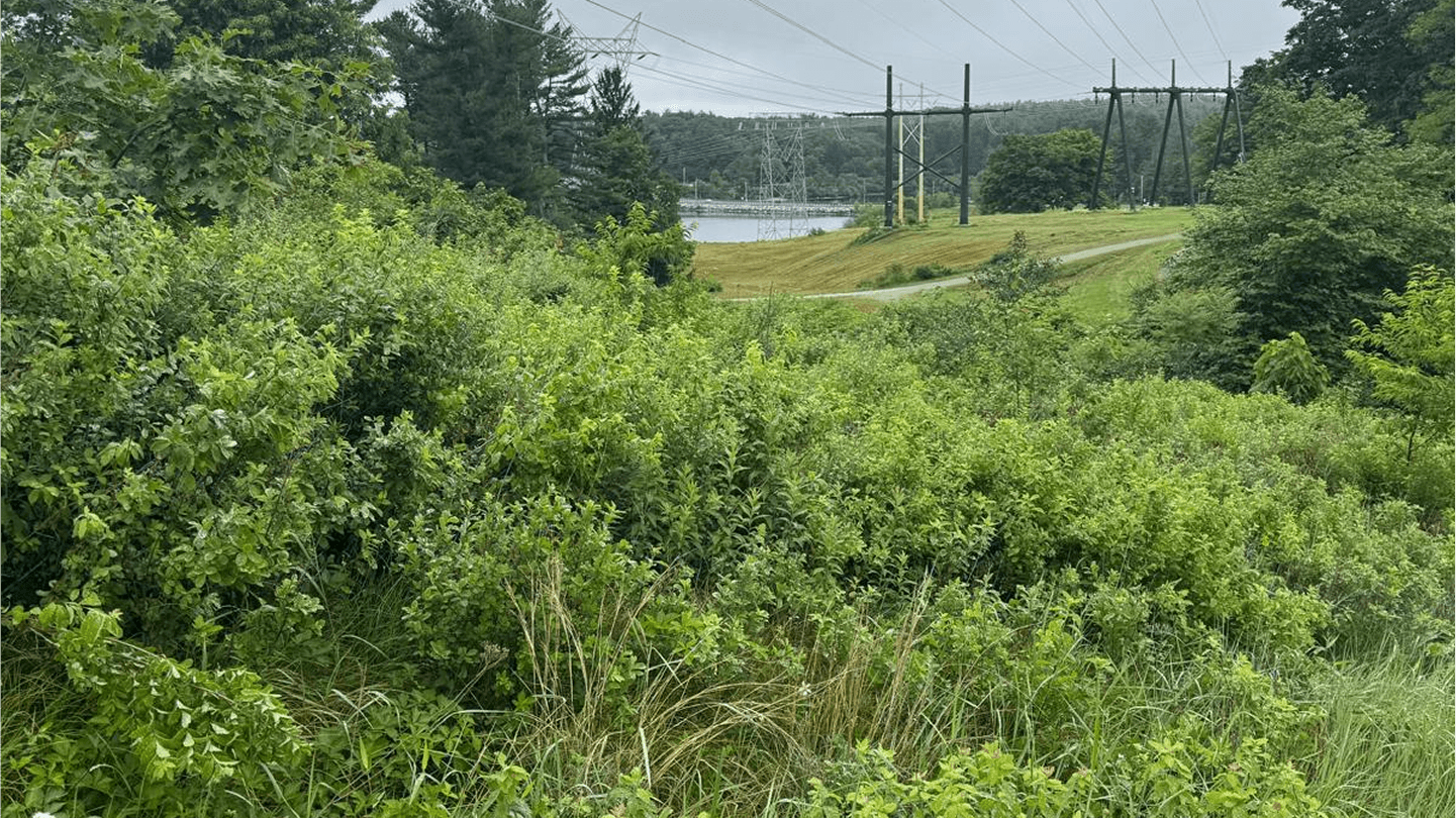 Power Lines in Forest